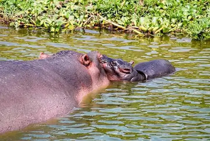 Hippo with a babu at kazinga channel